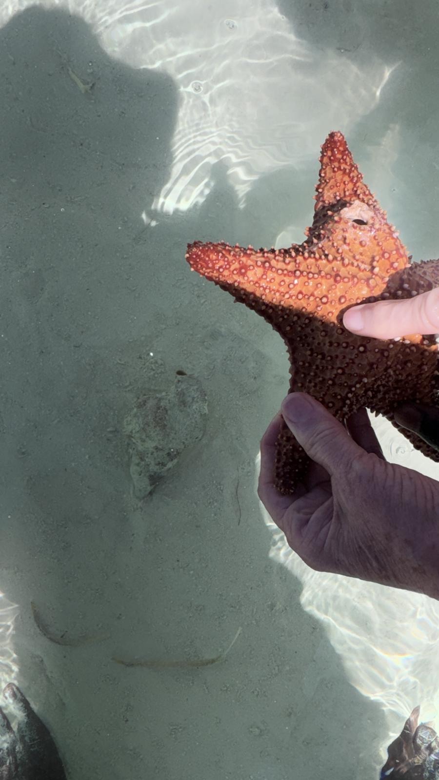 Close view of a red cushion sea star in clear water
