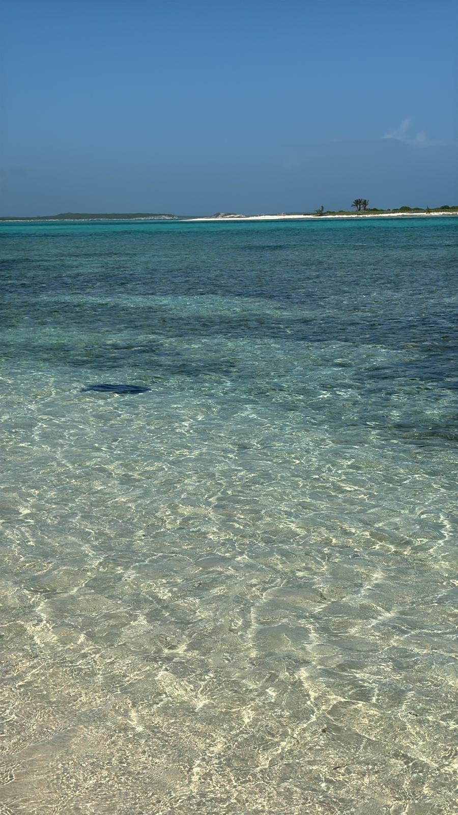 A stingray gliding through sunlit shallow water